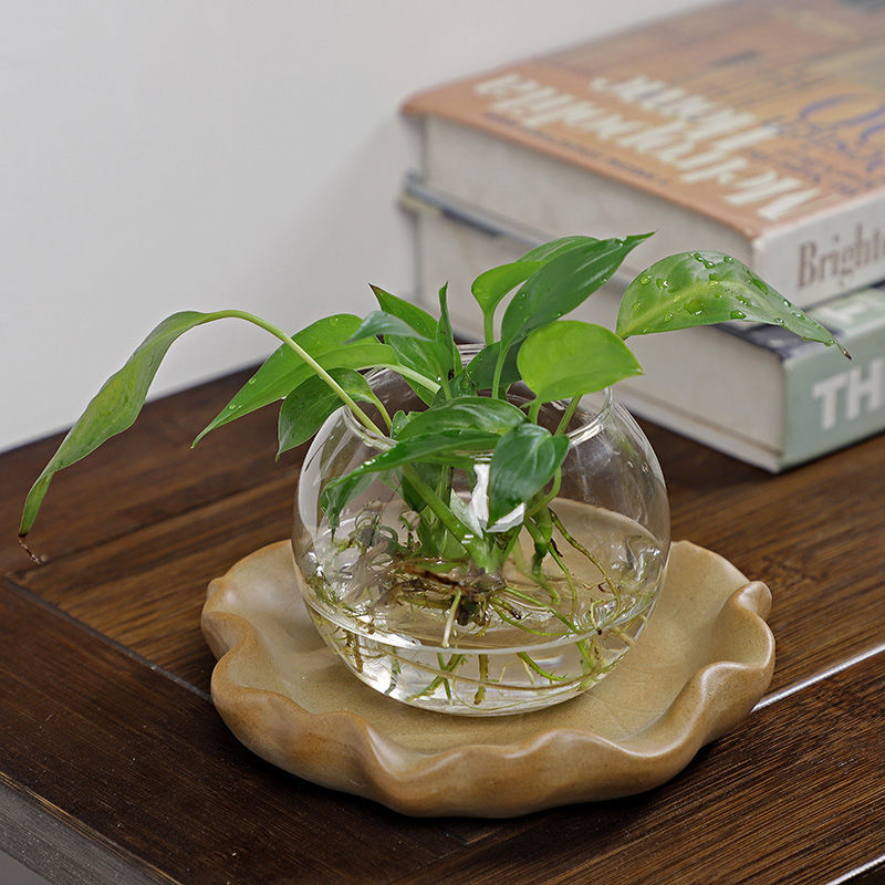 Plante hydroponique en bois br - Drip Tray Saucer avis et prix